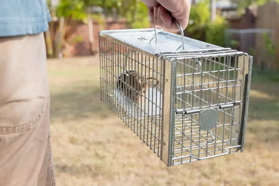 Effective Traps And Baits For Rat Control In Homes Olive Branch, MS Effective Traps And Baits For Rat Control In Homes Olive Branch, MS