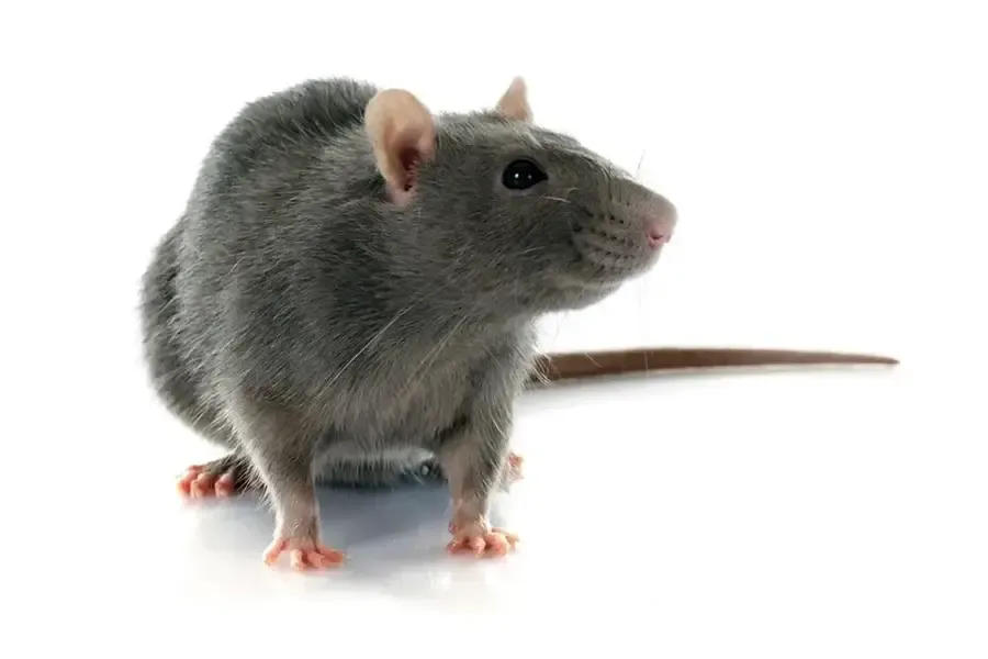 Excellent Rat Control Olive Branch, MS Excellent Rat Control Olive Branch, MS