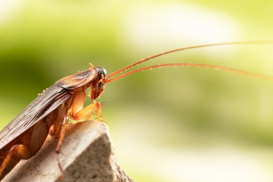 Why Professional Cockroach Control Is Worth The Investment in Olive Branch, MS Why Professional Cockroach Control Is Worth The Investment in Olive Branch, MS